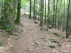 Le sentier atteint le Chemin des Gouttes du Ballon, chemin se terminant en en cul-de-sac au milieu de la vaste forêt